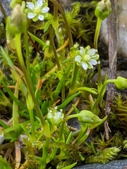 Sagina saginoides