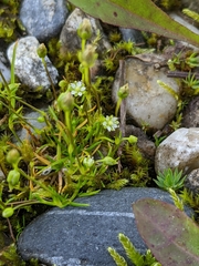 Sagina saginoides