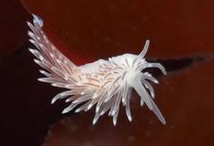 Cuthona divae