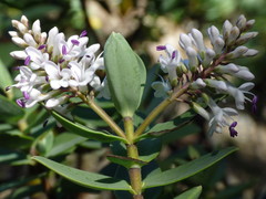 Veronica albicans