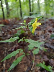 Lysimachia tonsa