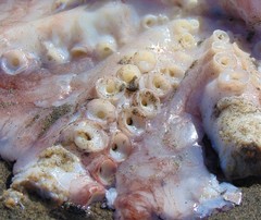 Enteroctopus dofleini