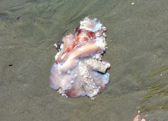 Enteroctopus dofleini