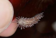 Cuthona divae