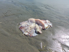 Enteroctopus dofleini