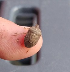 Hymenarcys nervosa