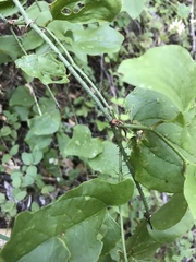 Smilax californica