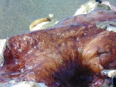 Enteroctopus dofleini