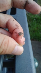 Hymenarcys nervosa