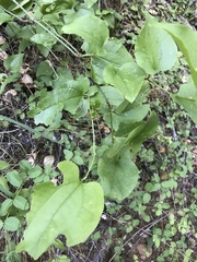 Smilax californica