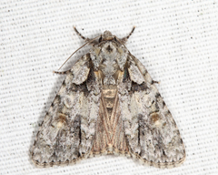 Acronicta ovata