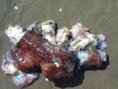 Enteroctopus dofleini