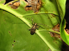 Acalolepta permutans paucipunctata