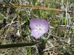 Calochortus uniflorus