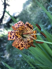 Lilium pardalinum pardalinum