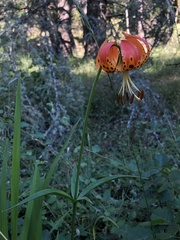 Lilium pardalinum pardalinum