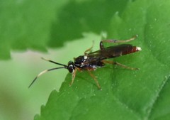 Melanichneumon