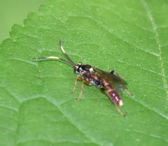 Melanichneumon