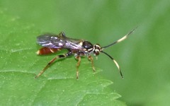 Melanichneumon