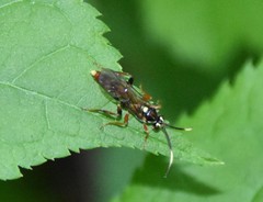 Melanichneumon