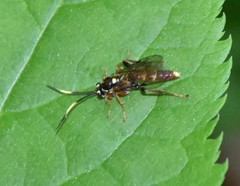 Melanichneumon