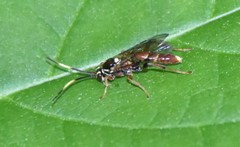 Melanichneumon
