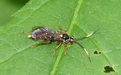 Melanichneumon