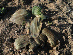 Daubenya marginata