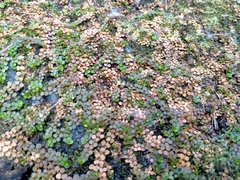 Epilobium komarovianum