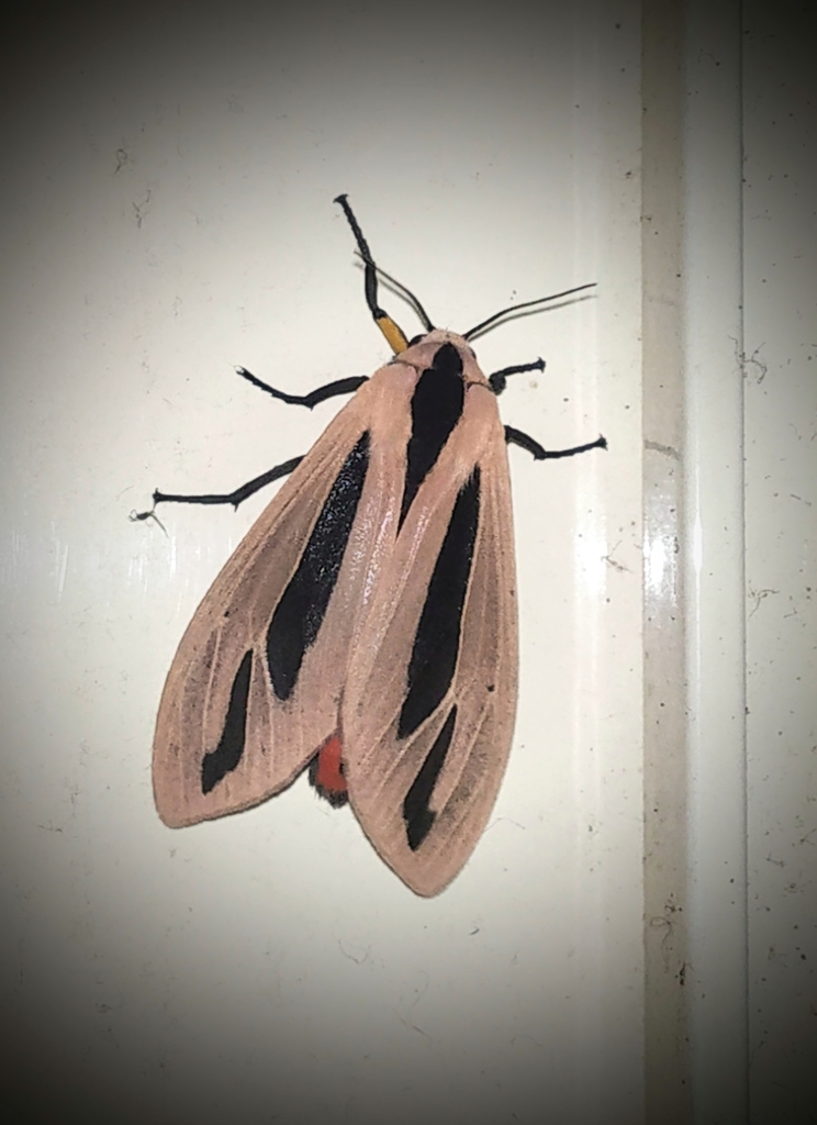 Creatonotos gangis