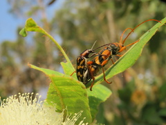Mecynodera coxalgica
