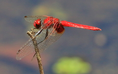 Aethriamanta circumsignata