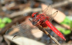 Aethriamanta circumsignata