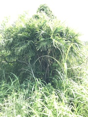 Chamaedorea seifrizii