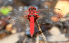 Aethriamanta circumsignata