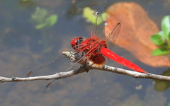 Aethriamanta circumsignata