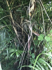 Chamaedorea seifrizii