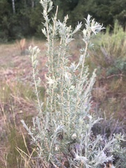 Krascheninnikovia lanata