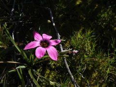 Romulea tetragona