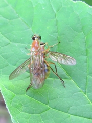 Ptecticus trivittatus