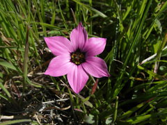 Romulea tetragona