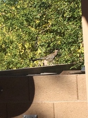 Geococcyx californianus