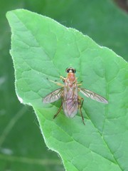 Ptecticus trivittatus