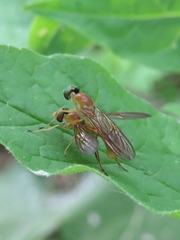 Ptecticus trivittatus
