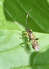 Cratichneumon paratus