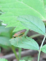 Ptecticus trivittatus