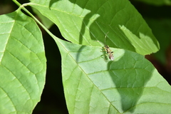 Cratichneumon paratus