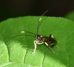 Cratichneumon paratus