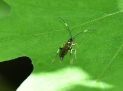 Cratichneumon paratus