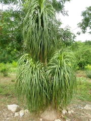 Beaucarnea recurvata